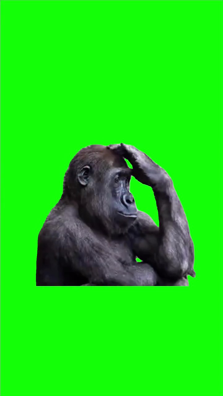 Gorilla Thinking green screen