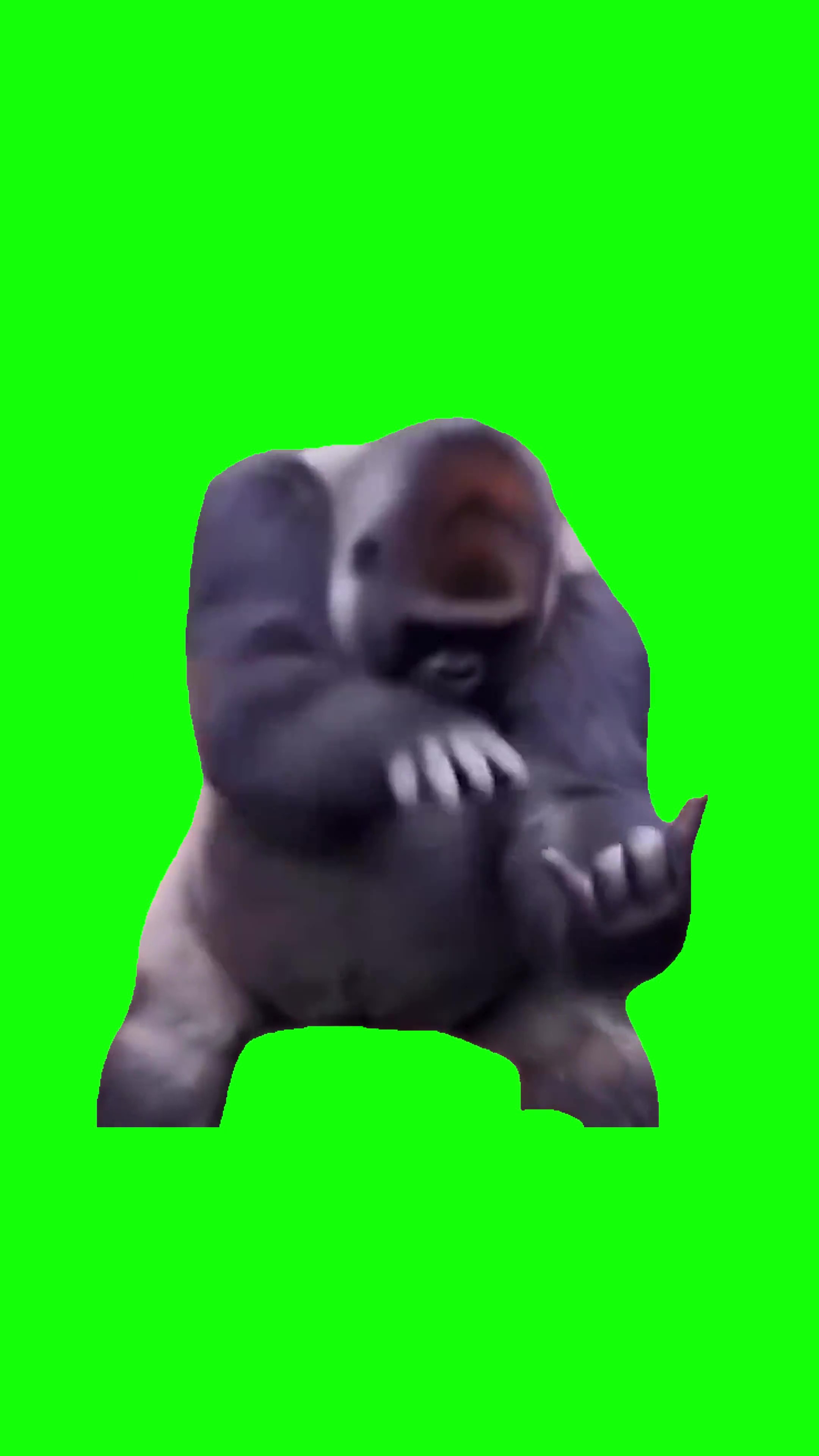 Gorilla dancing green screen