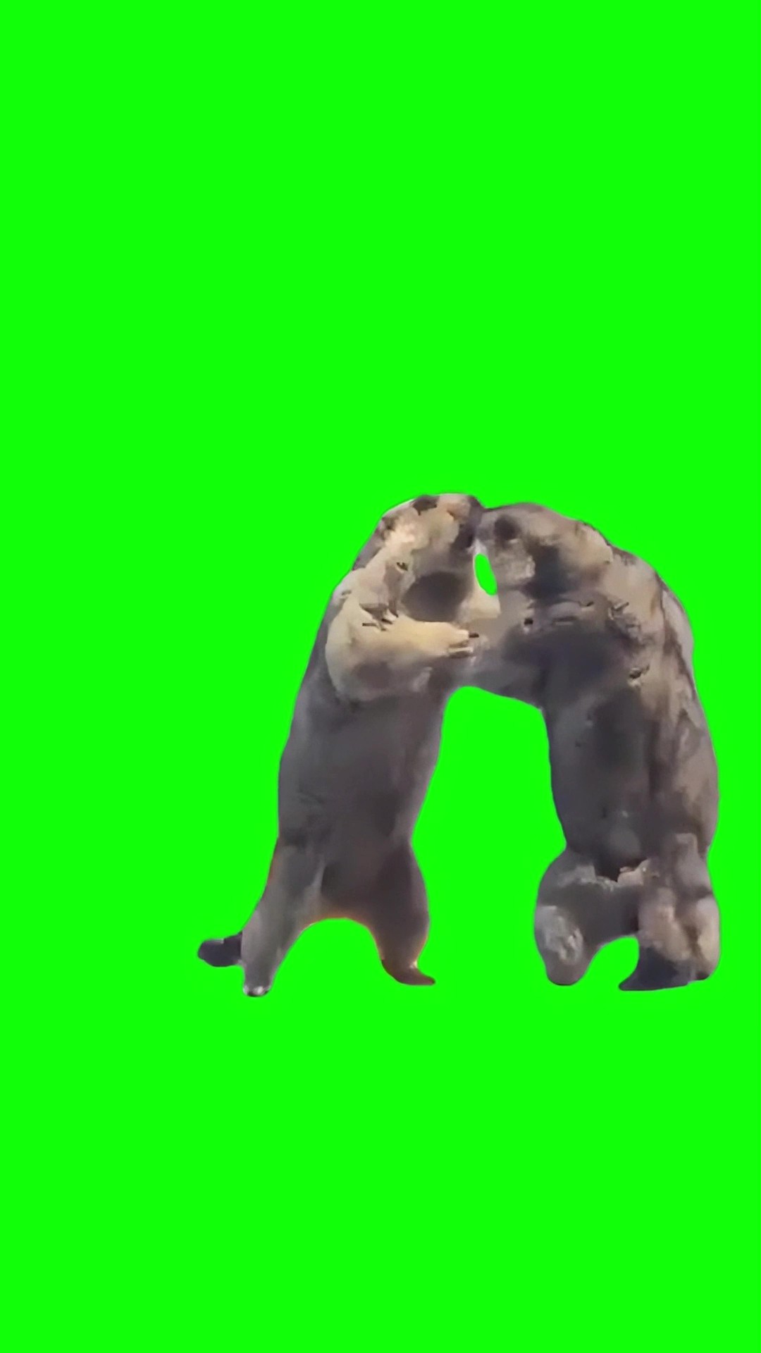 Groundhogs fighting green screen