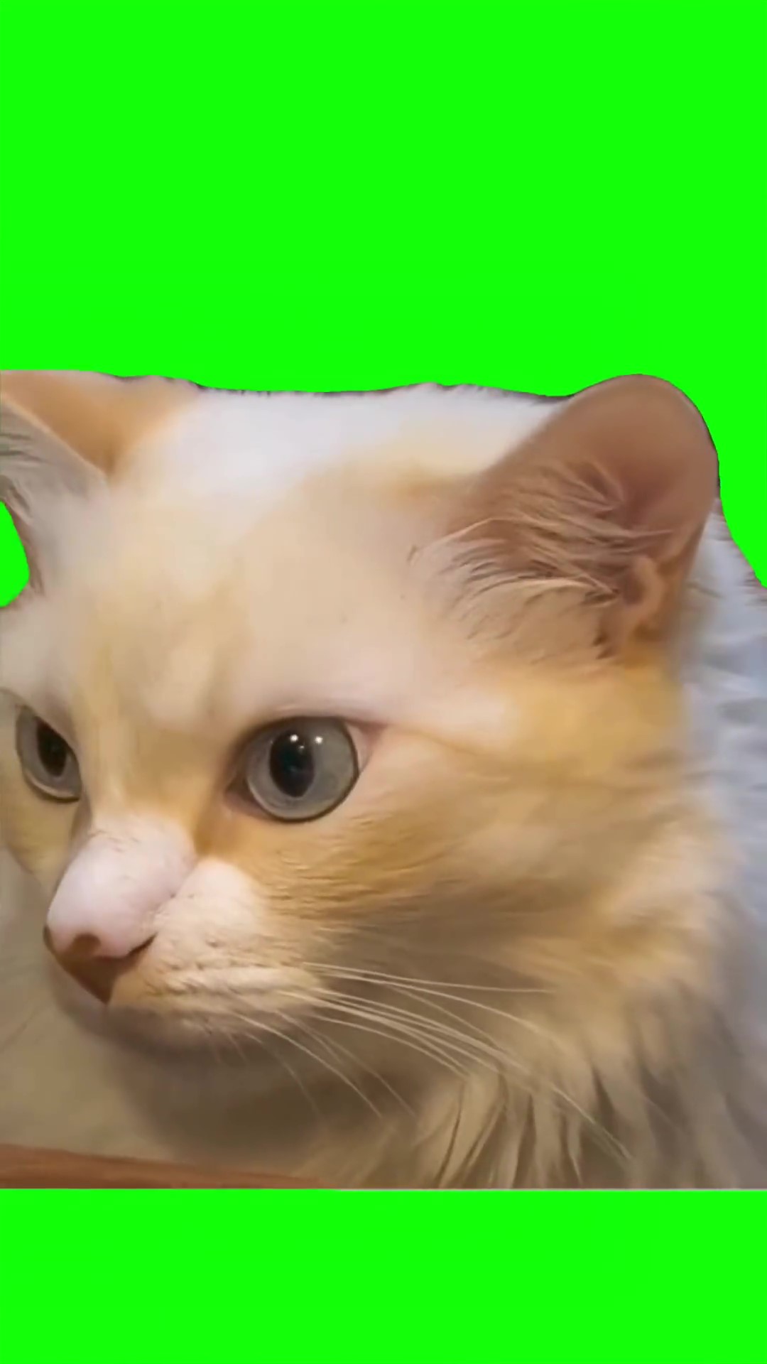 Grumpy cat looking aroun green screen