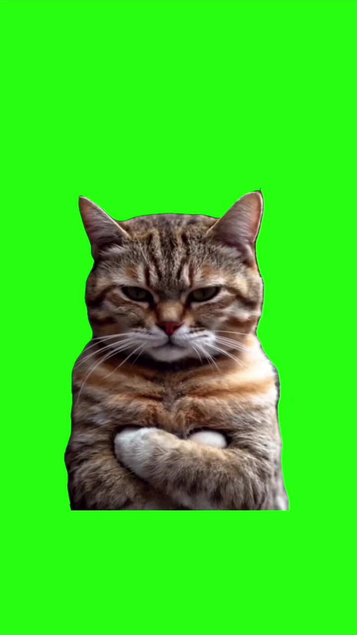 Grumpy cat looking green screen