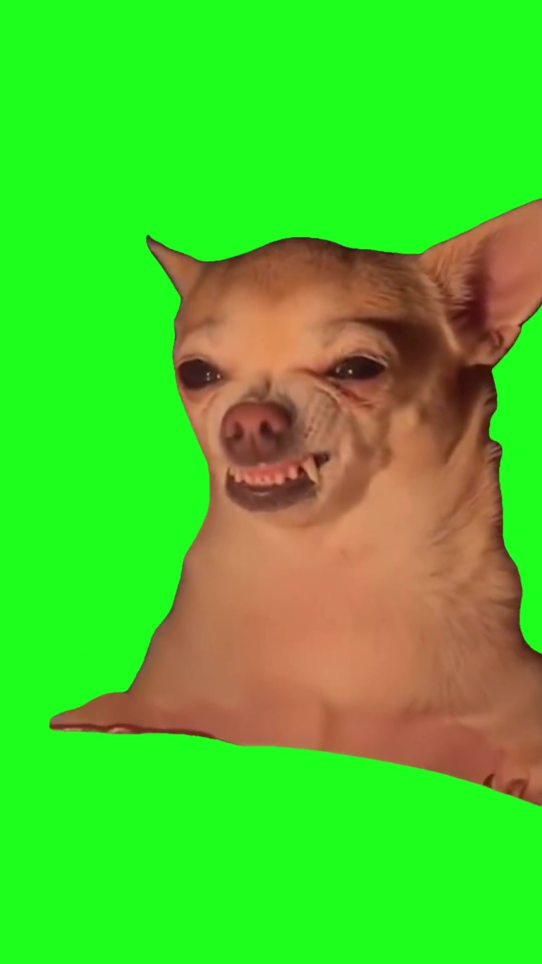 Grumpy happy dog green screen