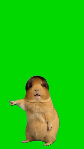 Guinea Pig In A Wig Dancing green screen