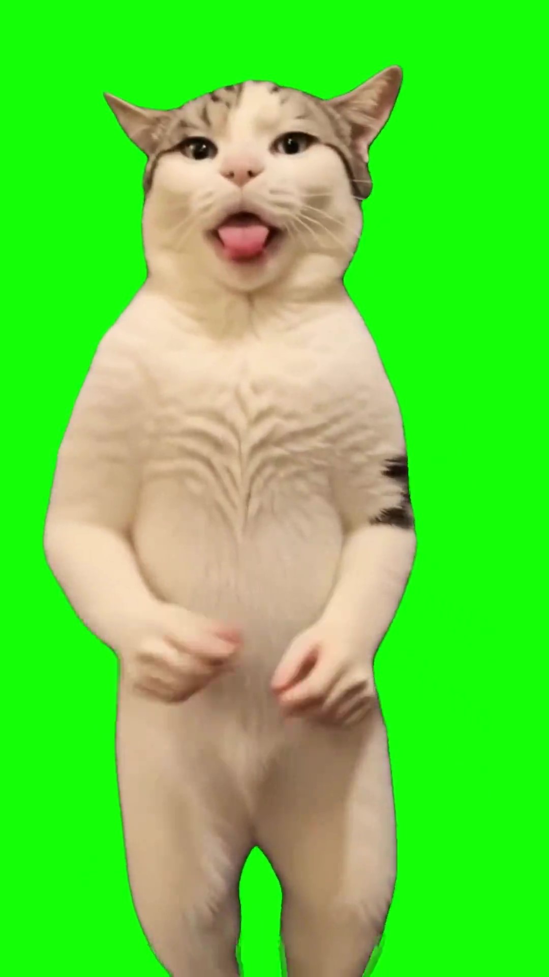 Gypsy cat dance green screen