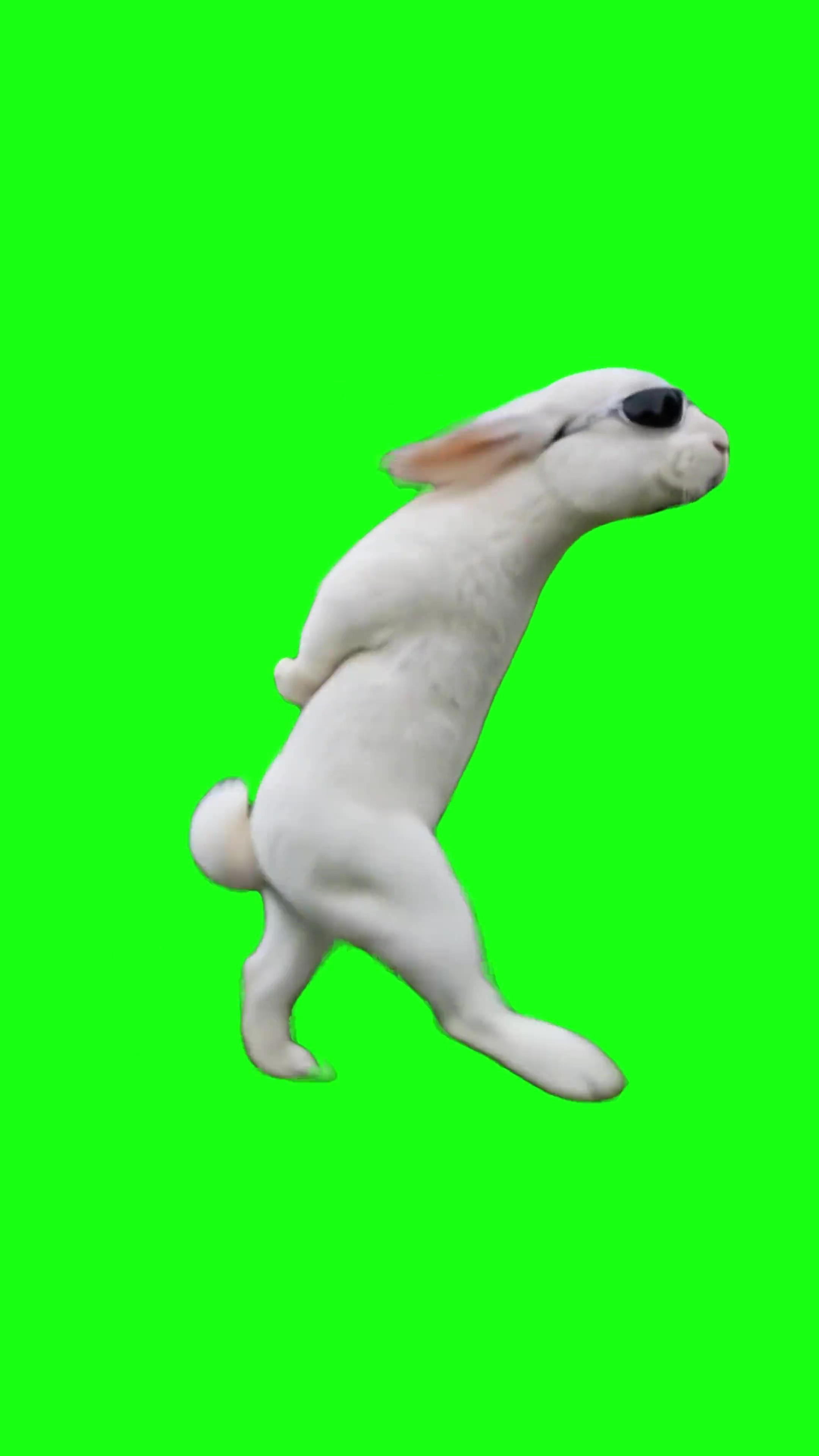 Haaland Rabbit green screen