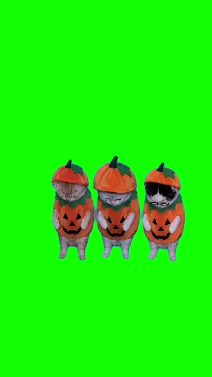 Halloween la calabasa green screen