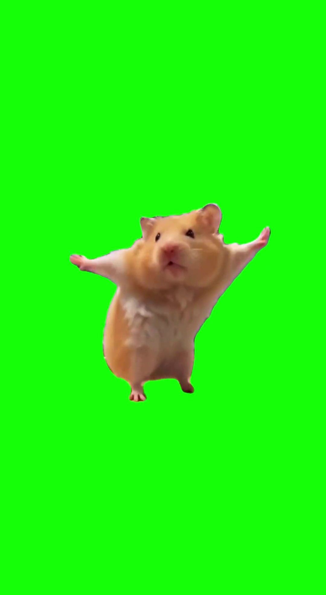 Hamster Dancing green screen