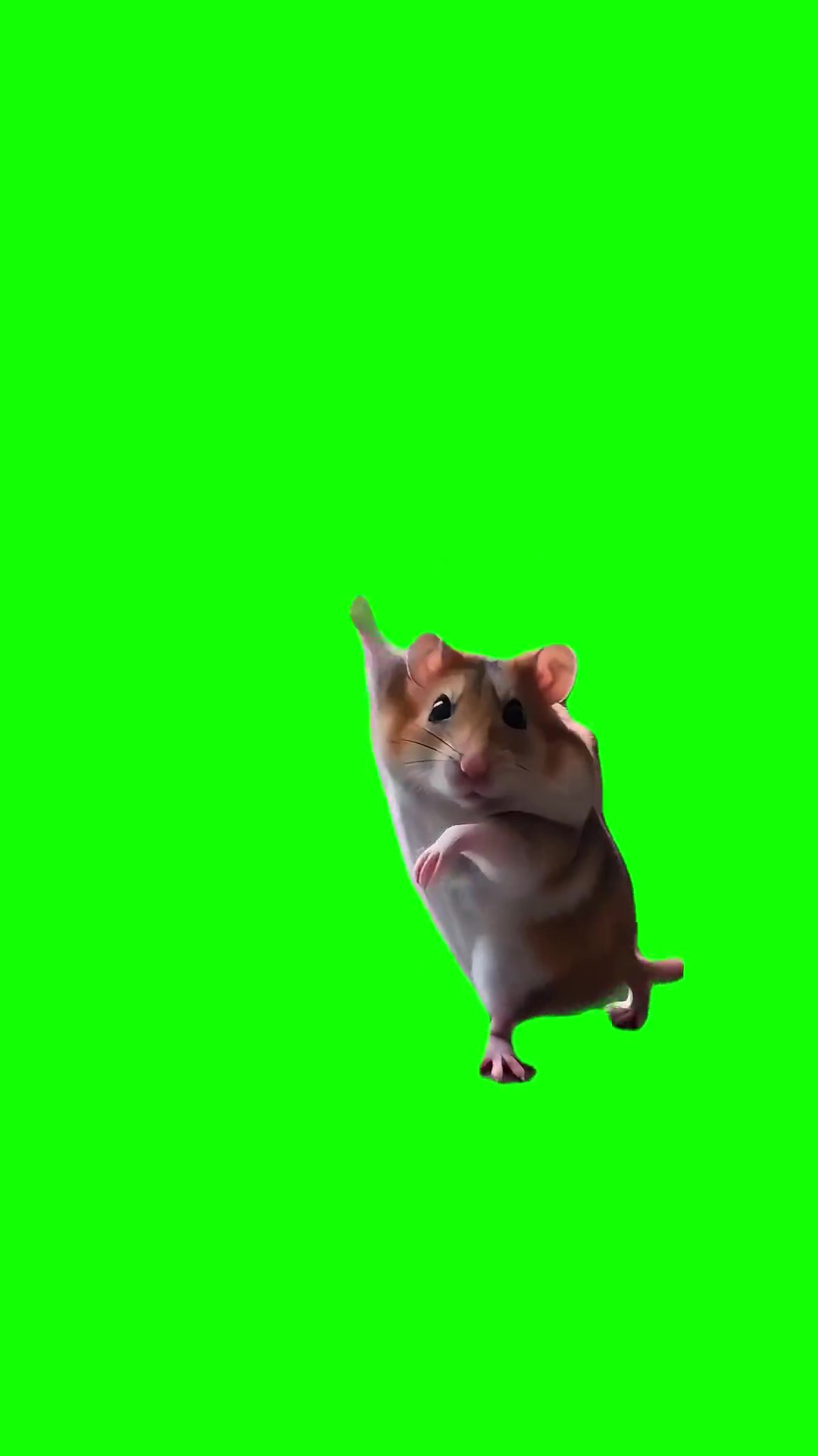 Hamster Flexing Dance green screen