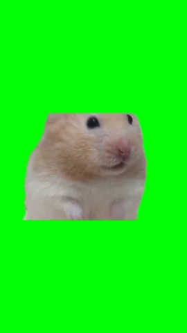 Hamster Pointing A Gun Emotionally green screen