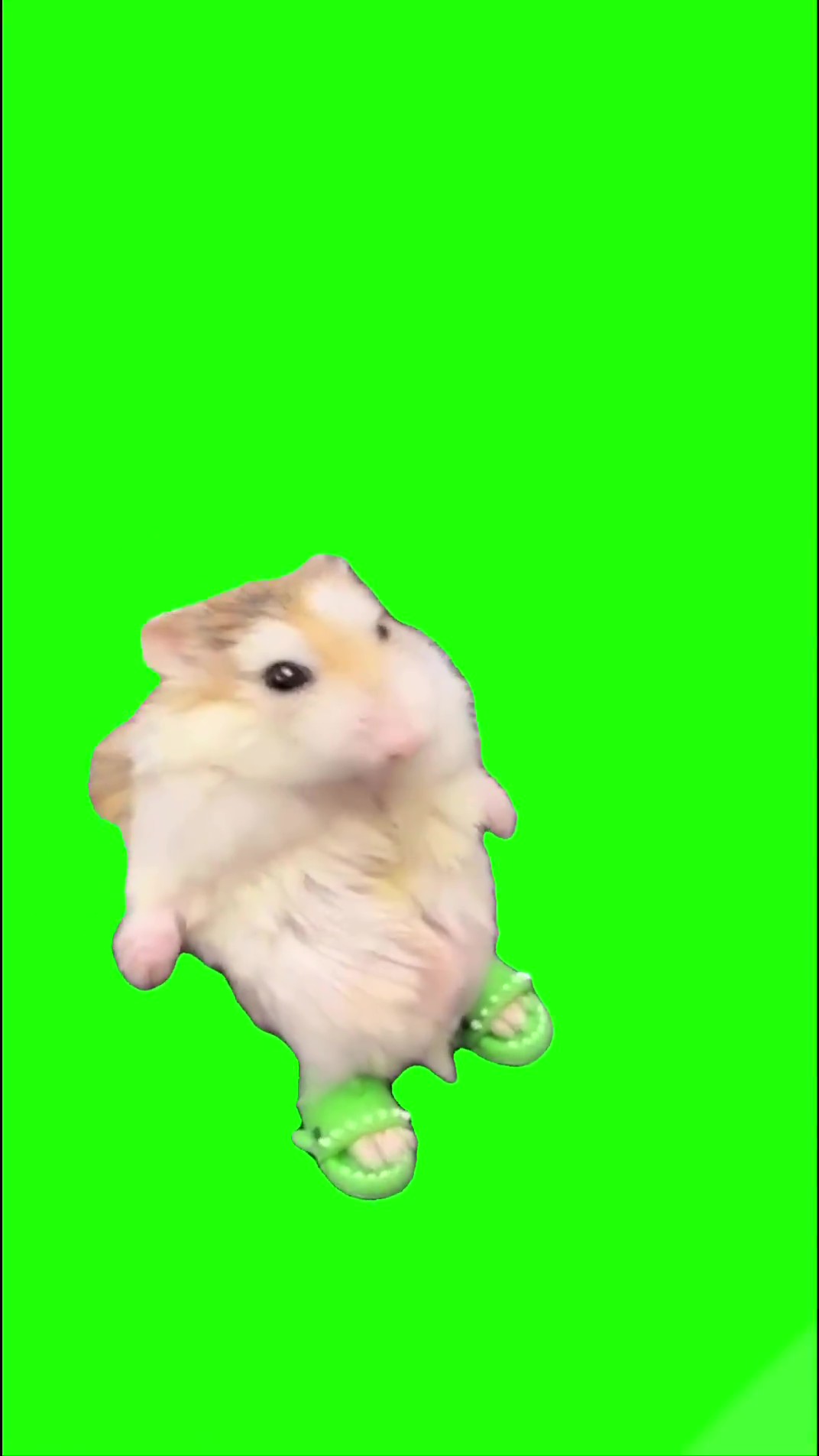 Hamster in flip flops falls green screen