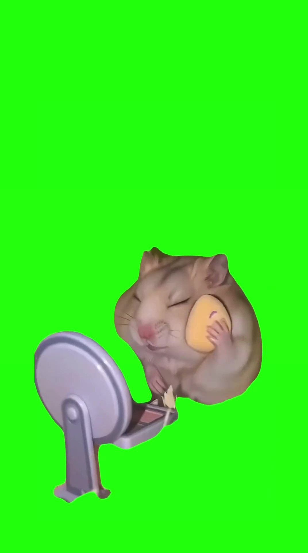 Hamster make up green screen
