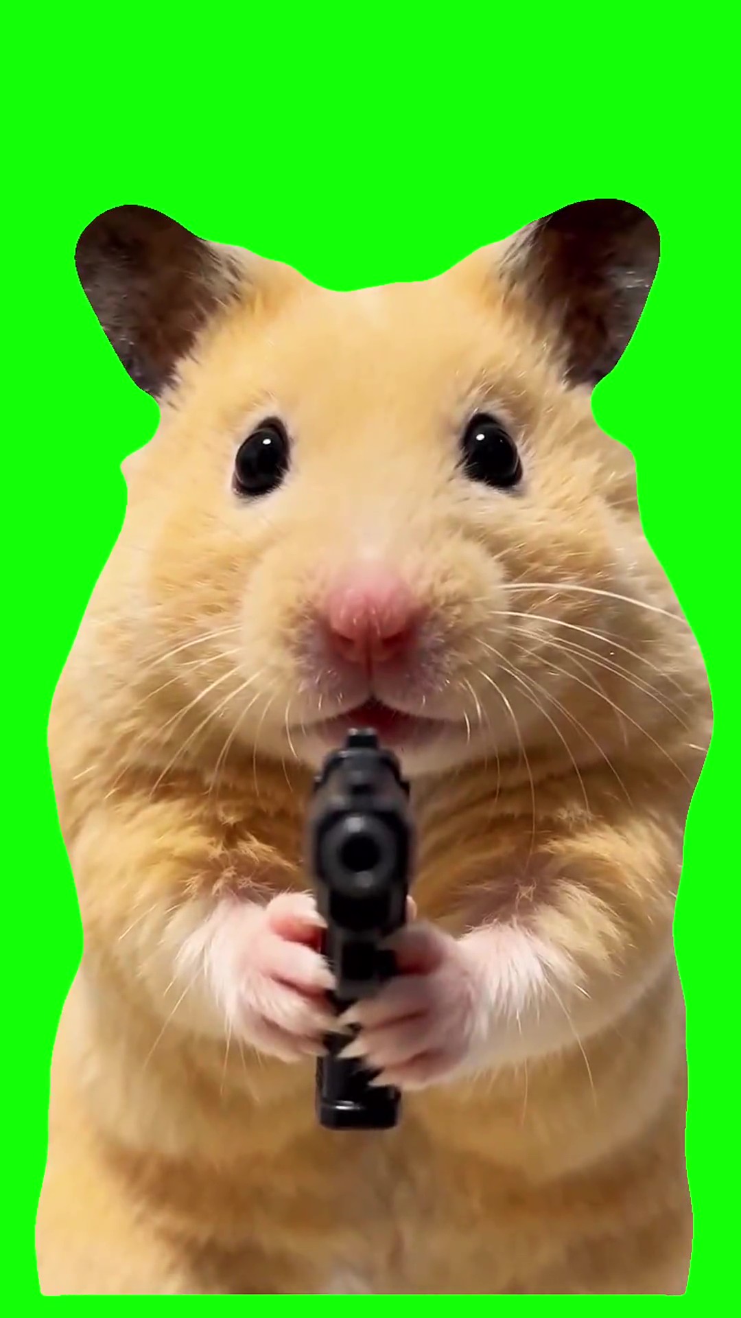 Hamster pointing a gun emotionally green screen