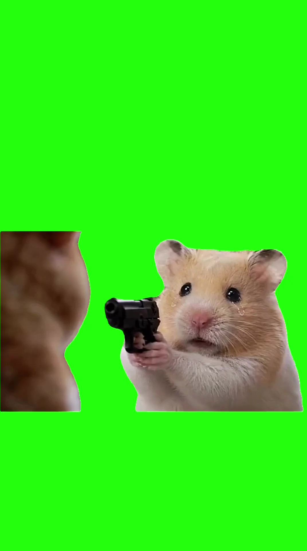 Hamster points a gun green screen
