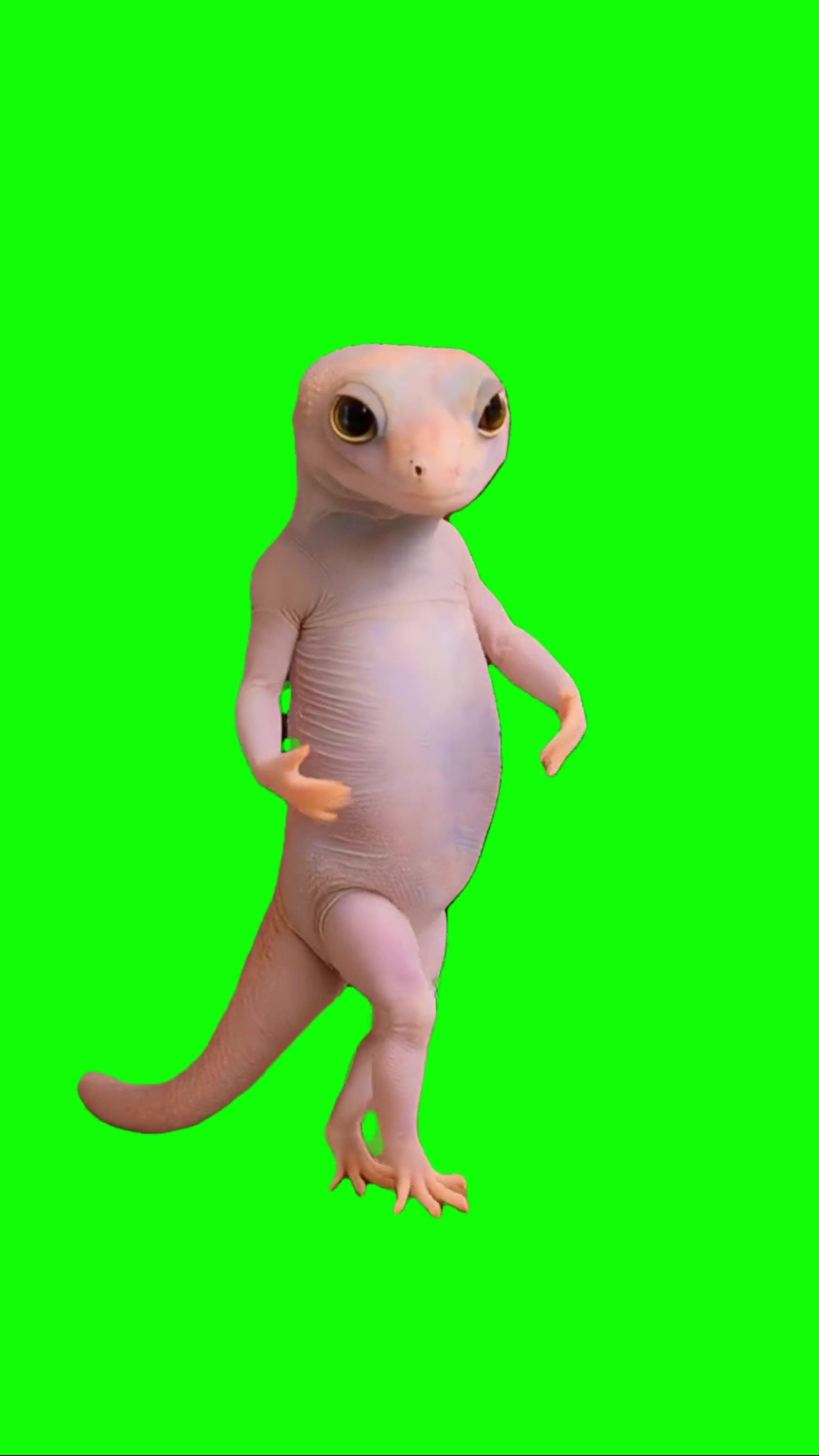 Happy Lizard Dancing green screen
