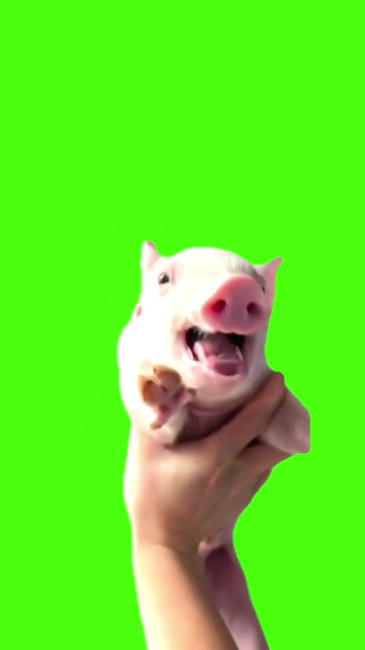 Happy pig flying green screen