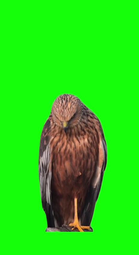 Hawk stare green screen