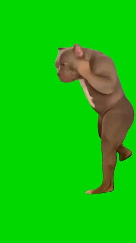 Haymaker Valley Dog Punching green screen