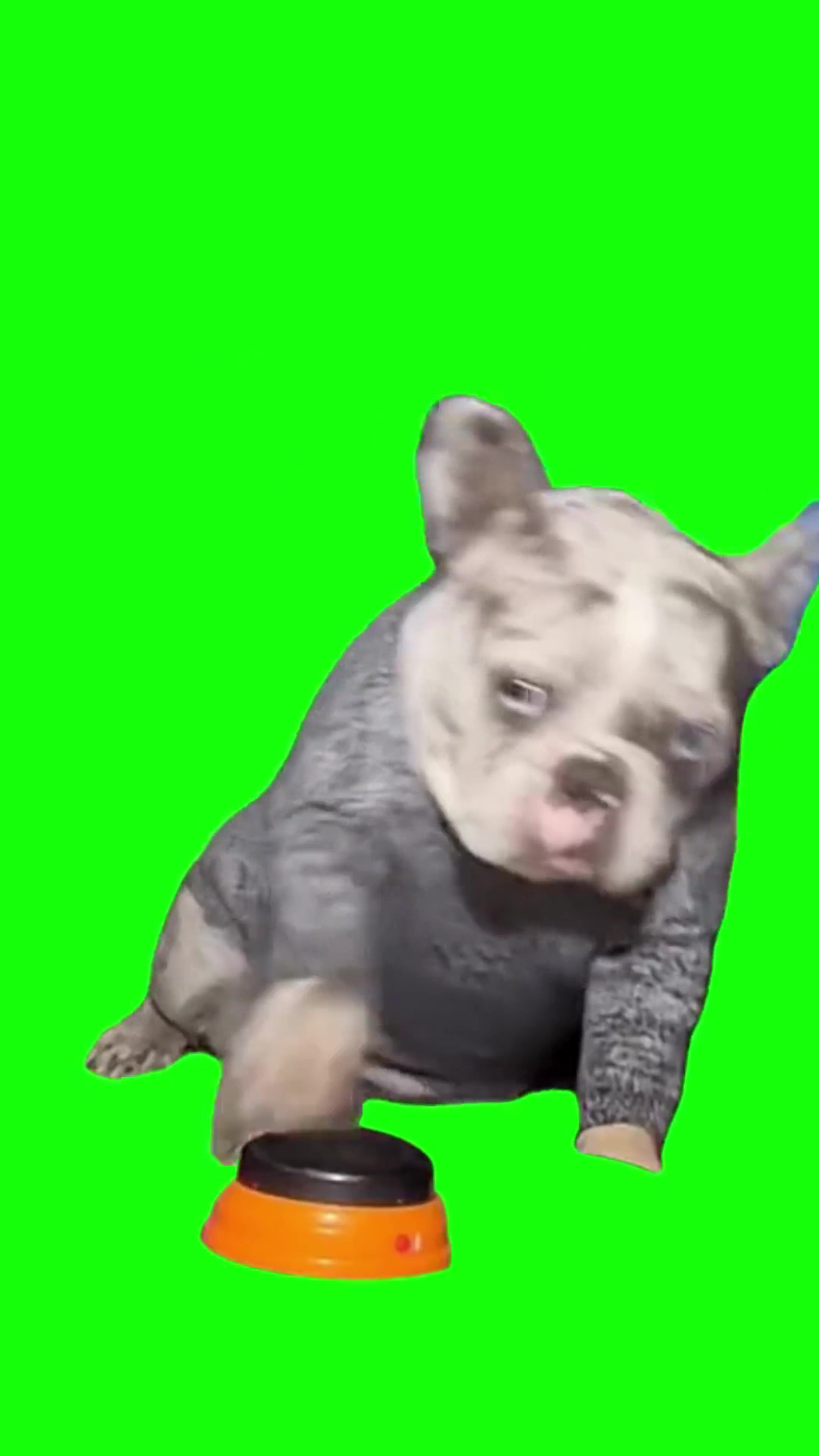 Hell naw dog green screen