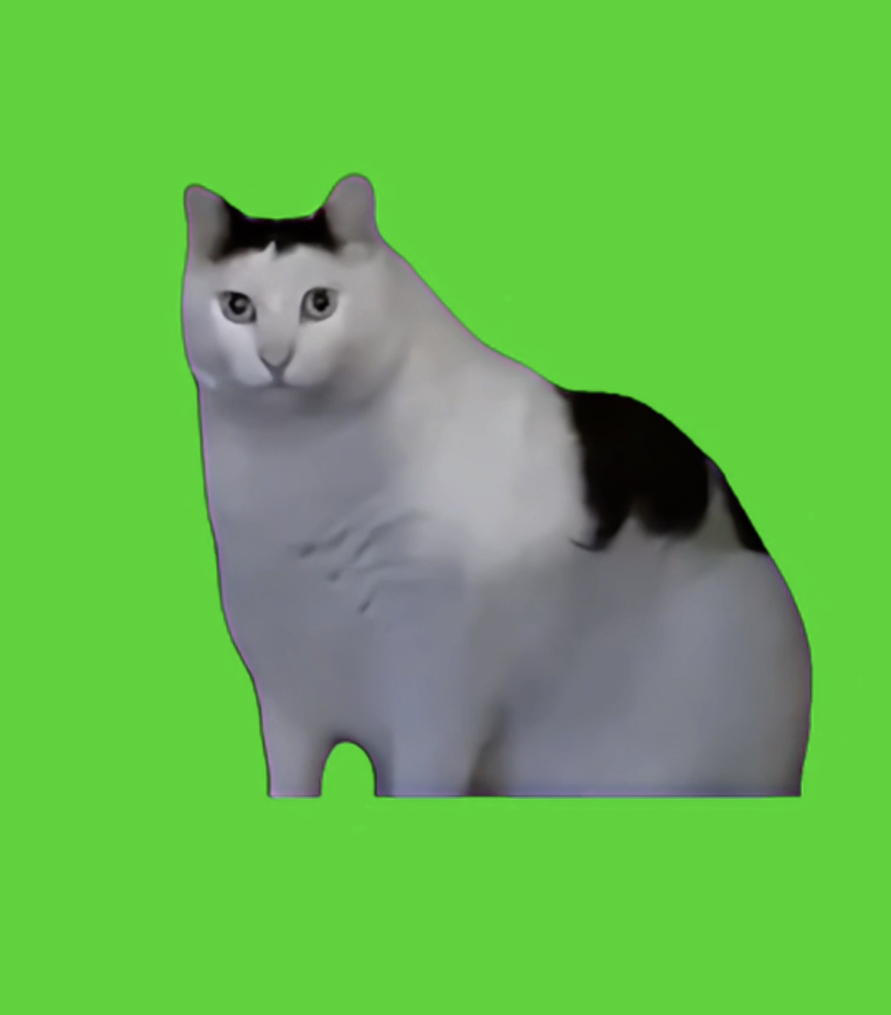 Huh Cat green screen