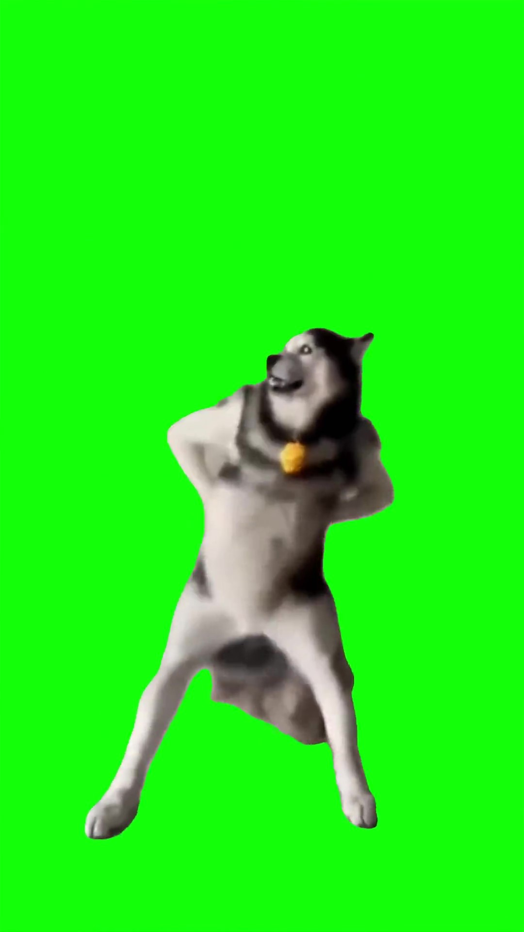 Husky Dancing Trend  green screen
