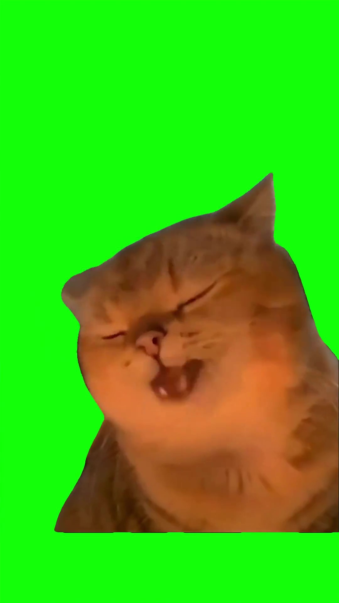 Huyababa cat green screen