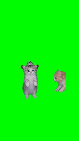 I Got That  Feeling Kittens green screen