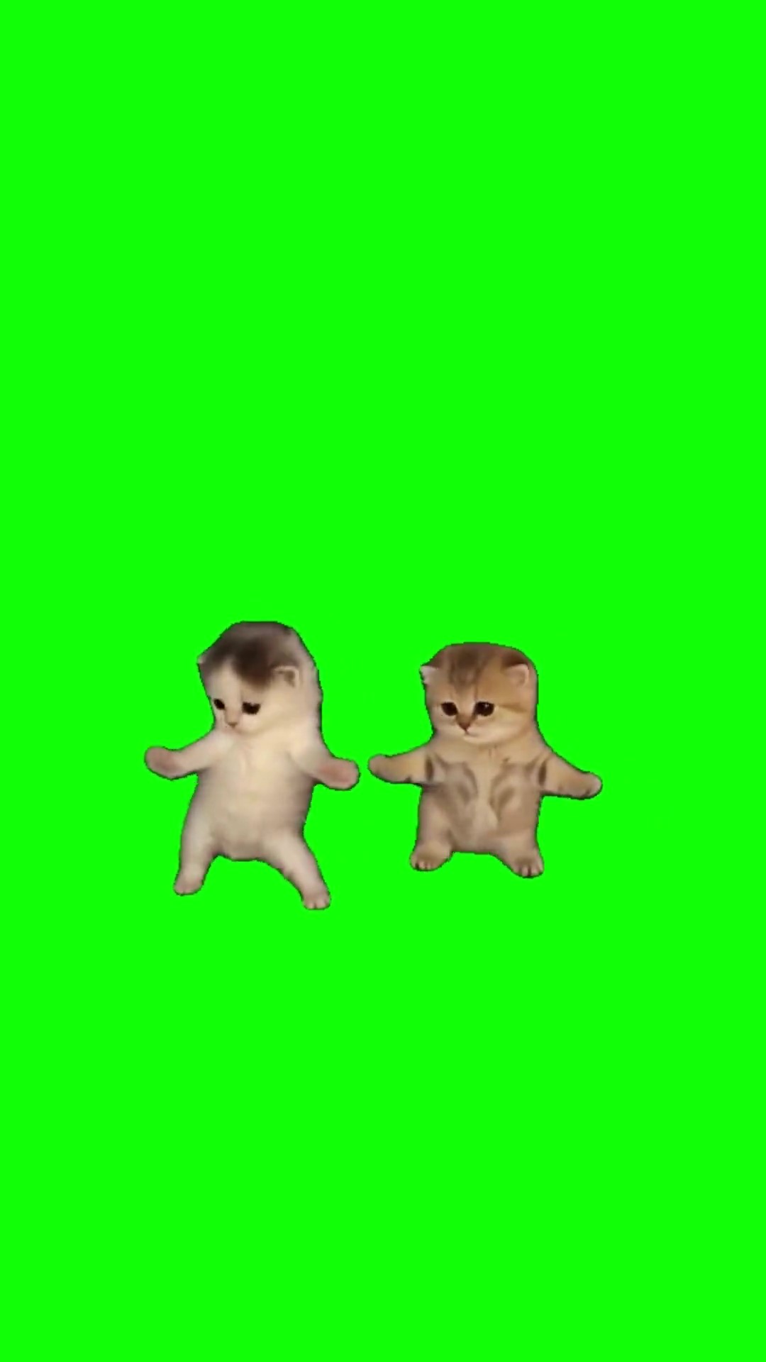 I got that feeling kittens dancing green screen