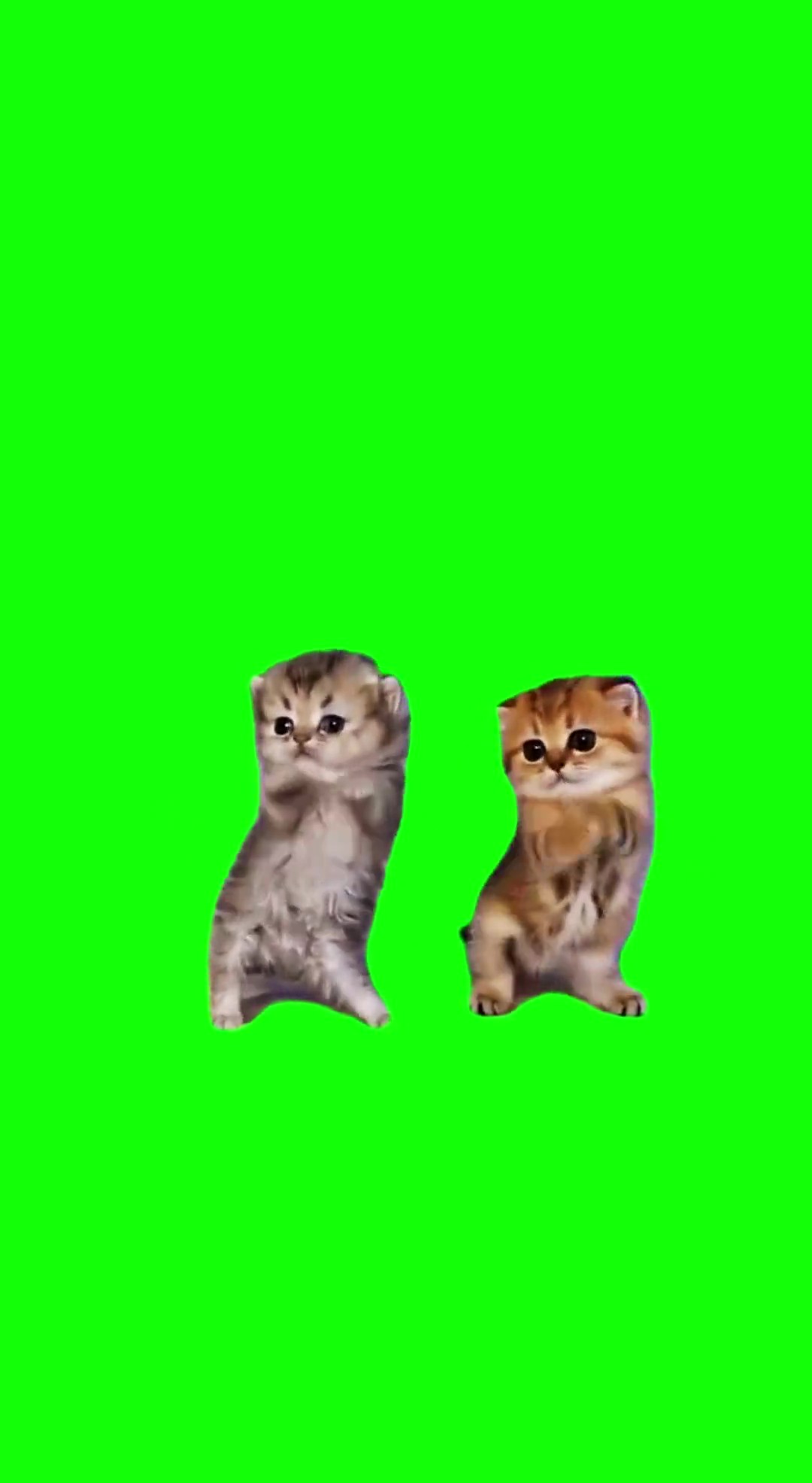 I got that feeling kittens green screen