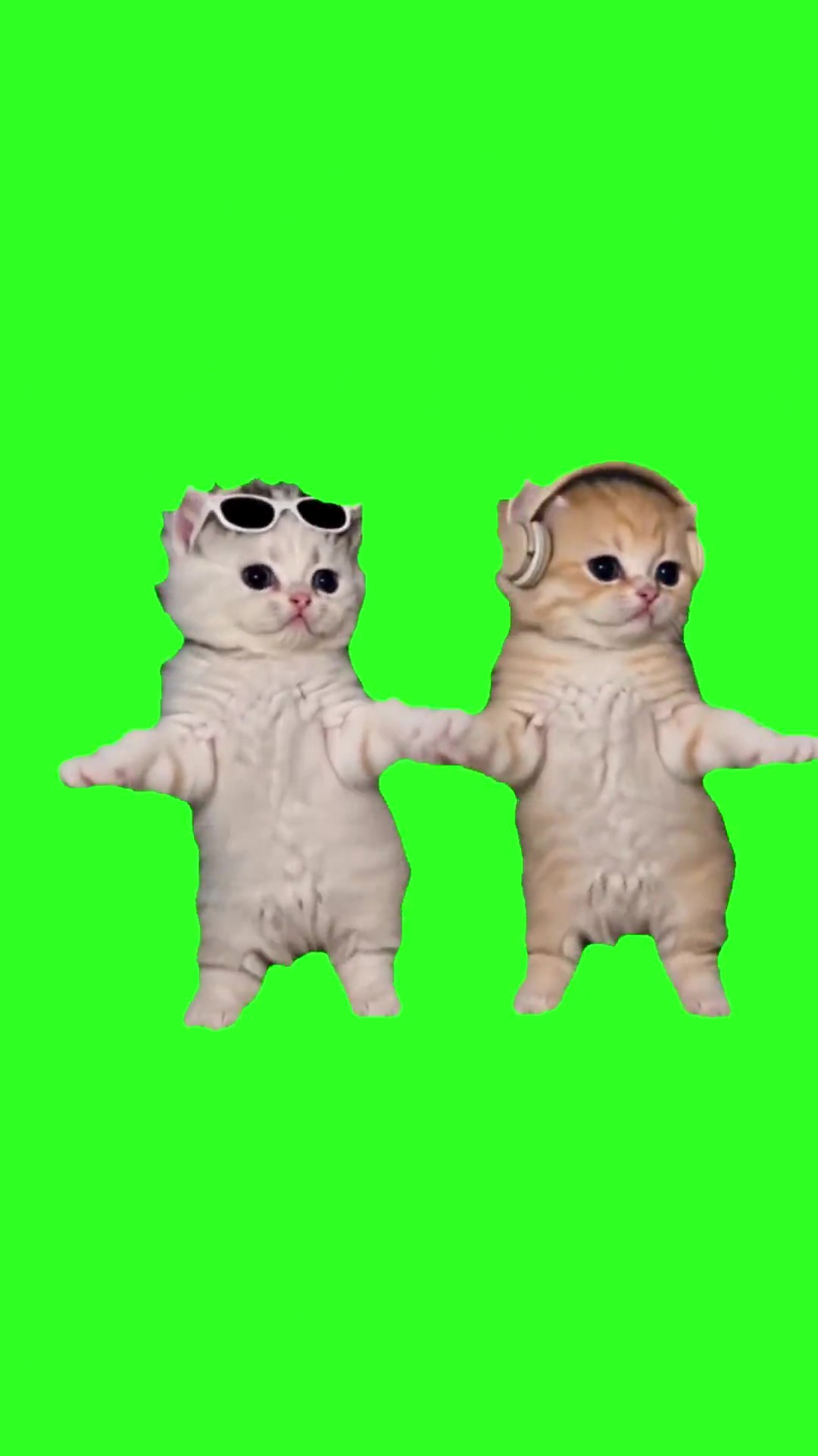 I got that feeling kittens green screen