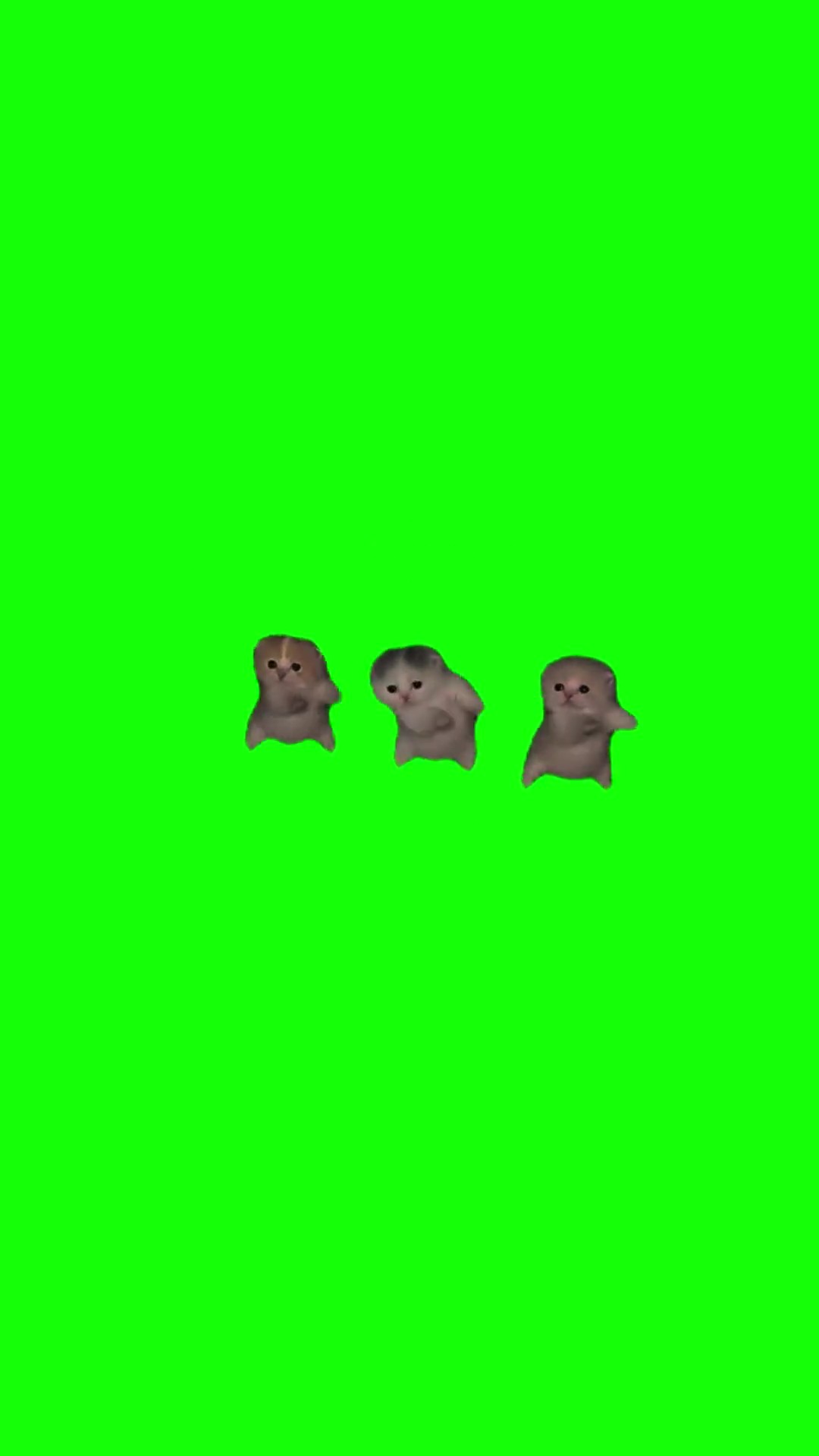I got that feeling kittens green screen