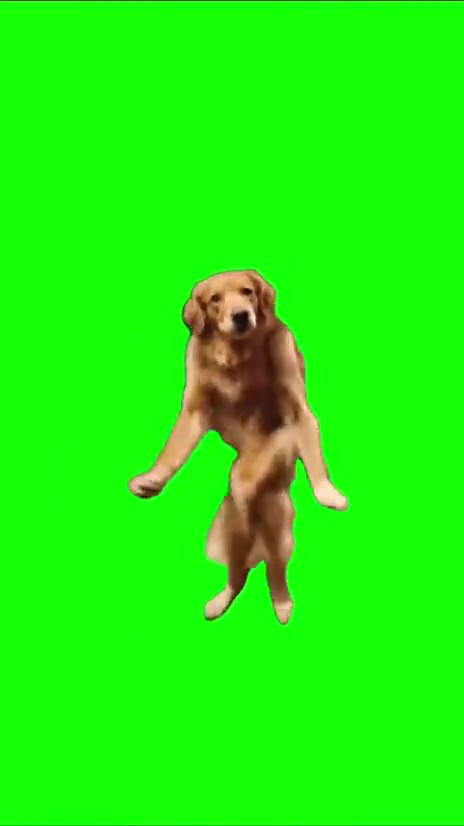 I left my home dog dance green screen