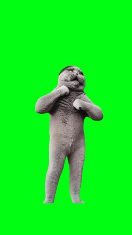 If You Grab Me I Bite You Folk Cat green screen
