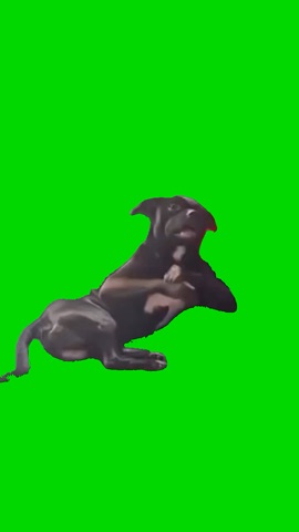 If You Grab Me Imma Bite You Black Dog green screen