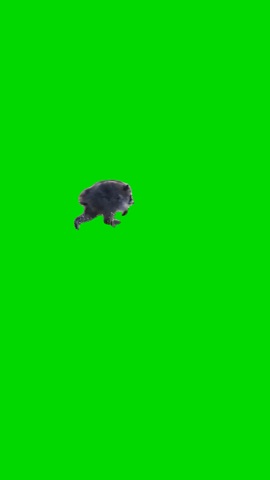 Jimothy Raccoon Running green screen