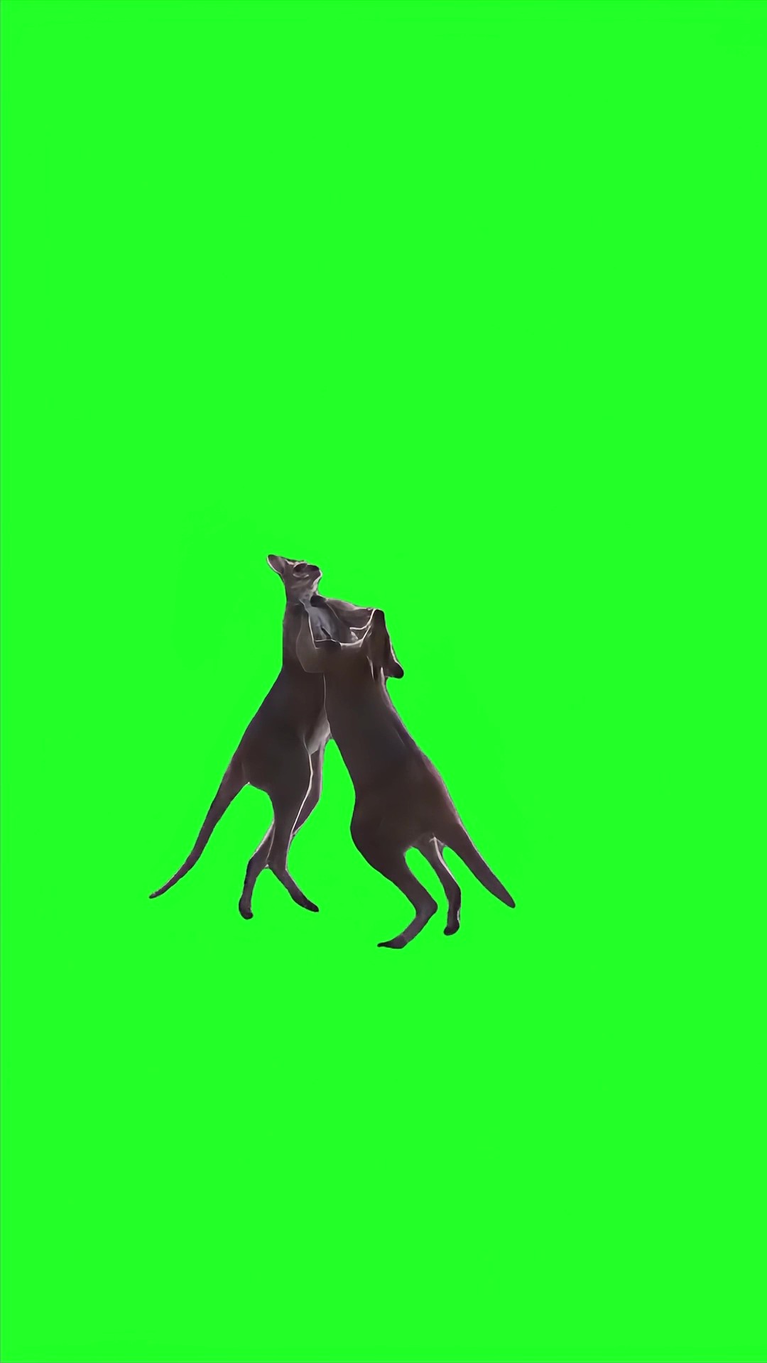 Kangaroos Fighting green screen