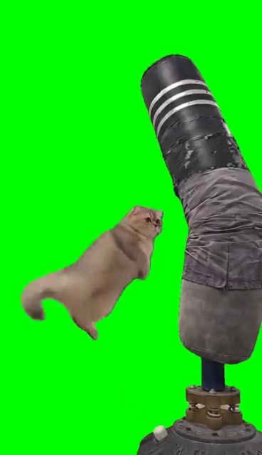 Karate Cat green screen