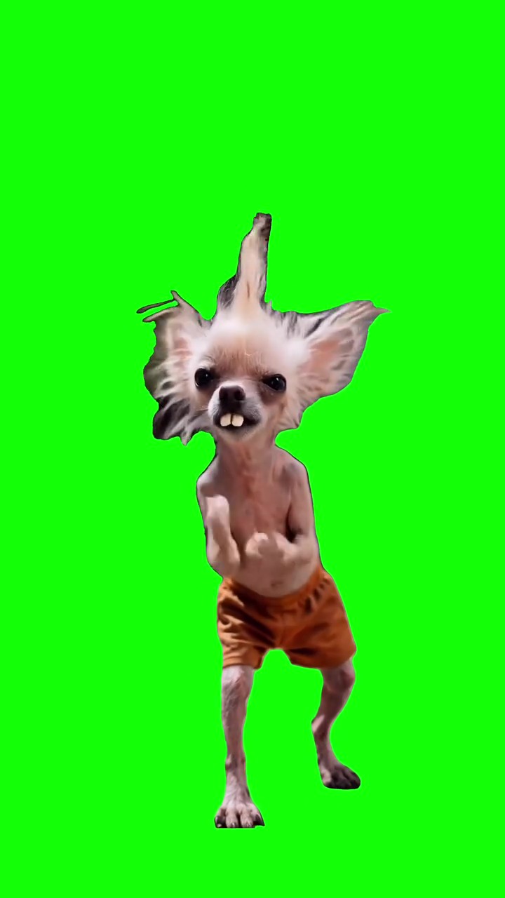 Karate Dog green screen