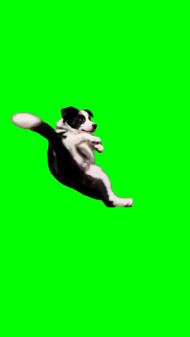 Karate dog green screen