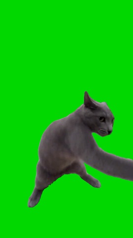King Fu Cat green screen