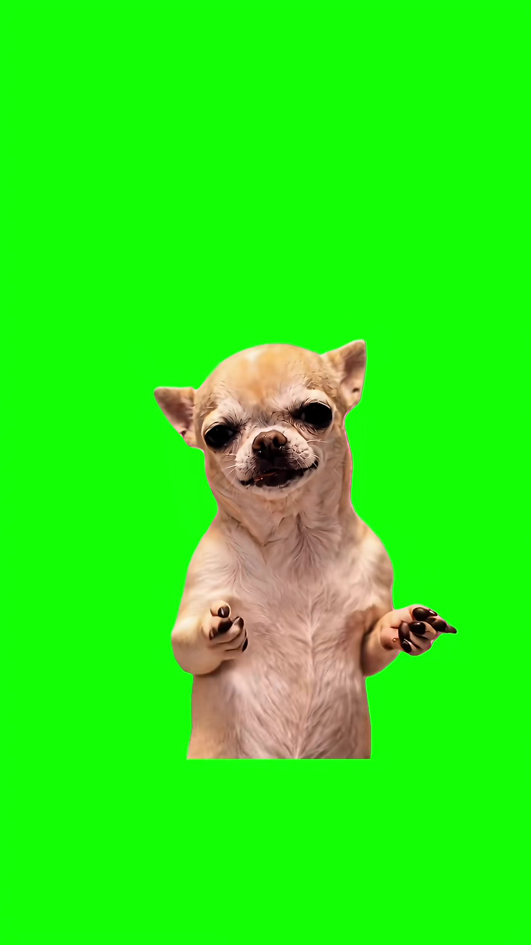 King Puppy Nasir Dance green screen