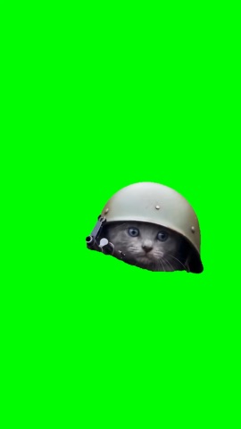 Kitten Aims And Shoots green screen