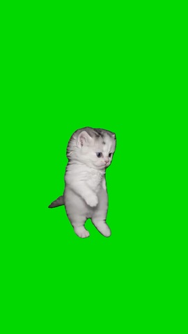 Kitten Back Home Aura green screen