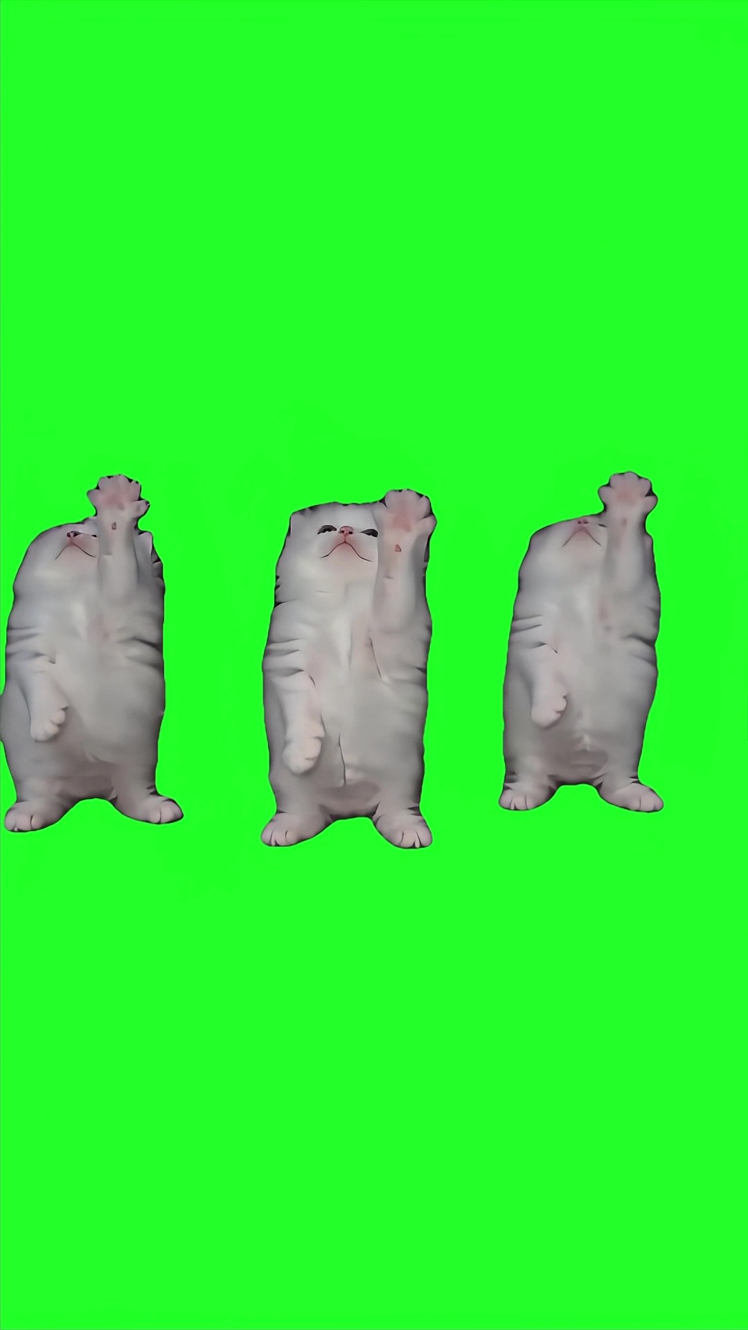 Kitten Dancing King Nasir green screen