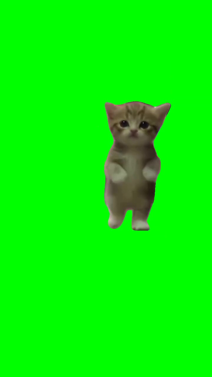 Kitten Dancing  green screen