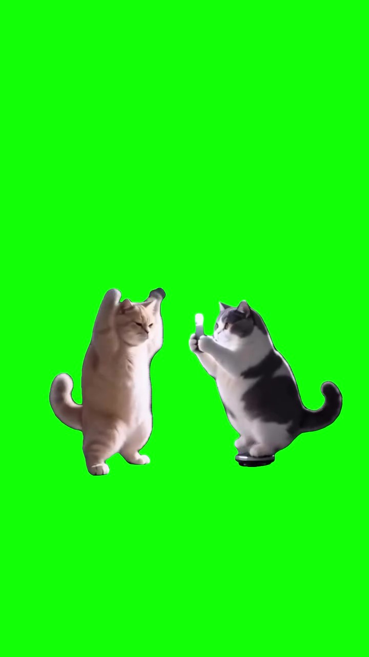 Kitten Doing a TikTok Dance green screen