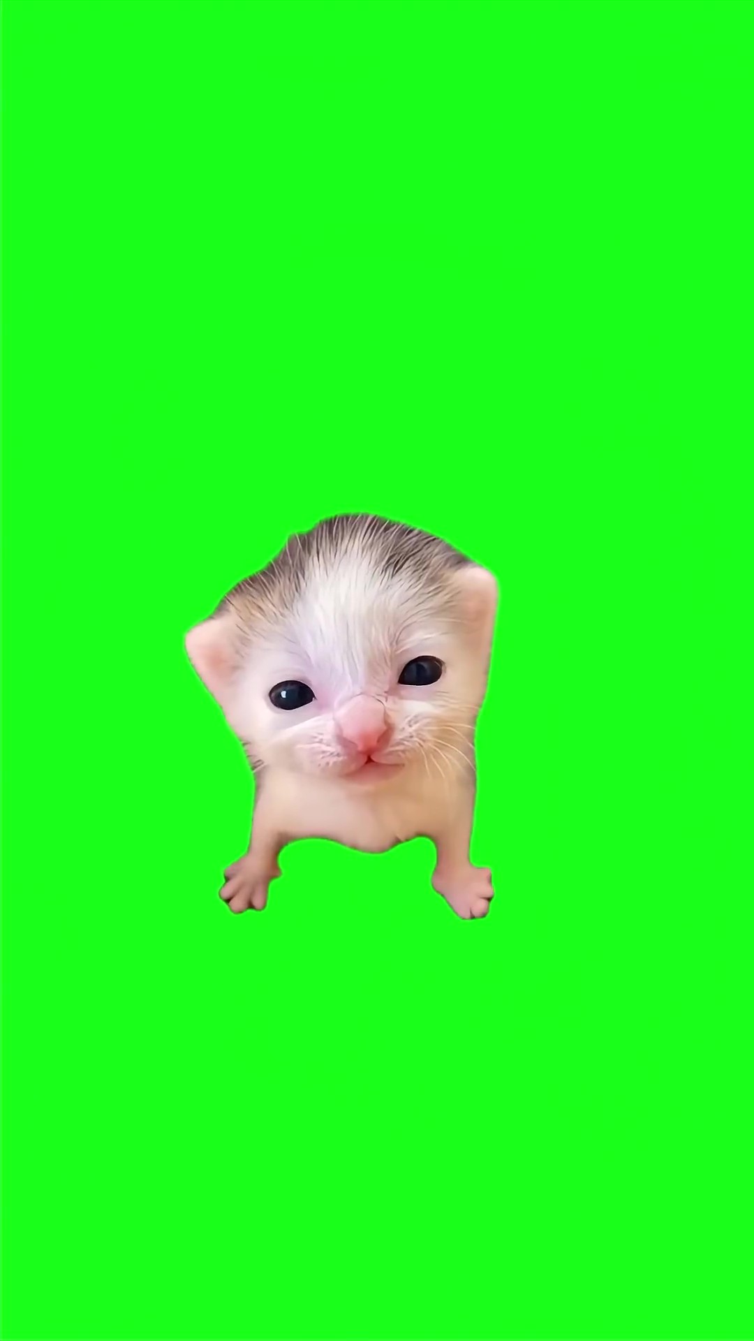 Kitten Face reaction green screen