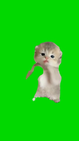 Kitten If You Grab Me green screen