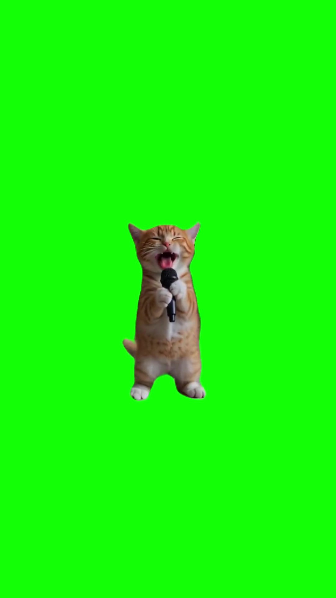 Kitten Singing Meow Meow green screen