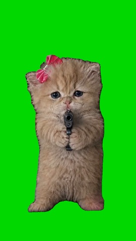 Kitten Stick Up
