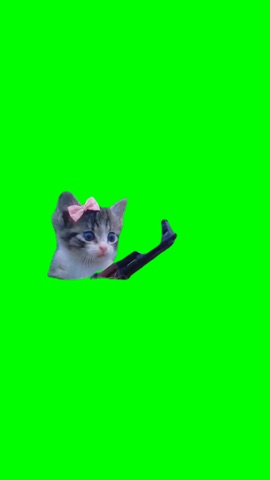 Kitten Takes A Shot With Ak green screen